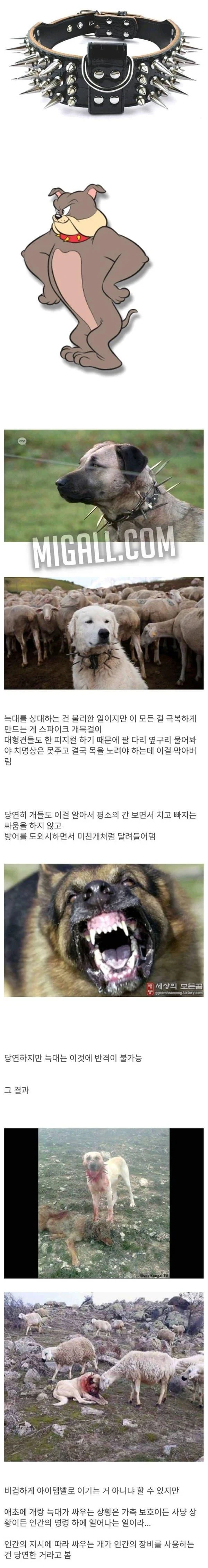 개목걸이에 가시가 달린 이유