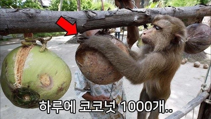 기업은 100원이라도 아낄수 있다면 침팬지를 고용한다