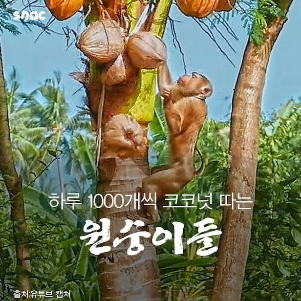 기업은 100원이라도 아낄수 있다면 침팬지를 고용한다-2
