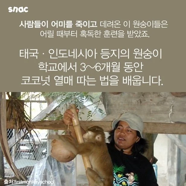 기업은 100원이라도 아낄수 있다면 침팬지를 고용한다-3