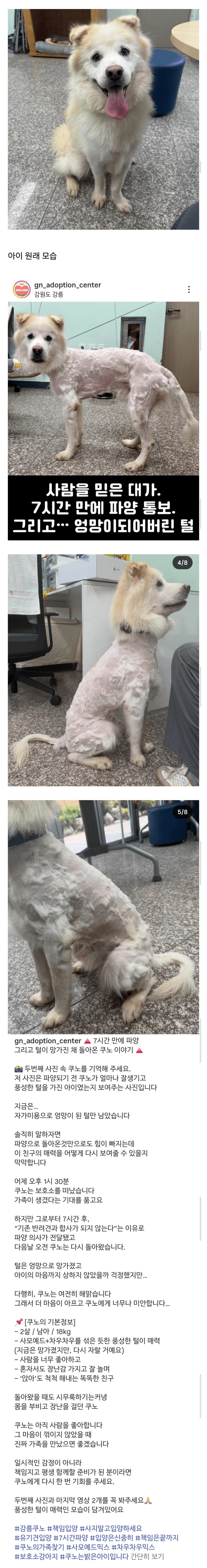 입양간 지 7시간 만에 파양되어 보호소로 돌아온 강아지