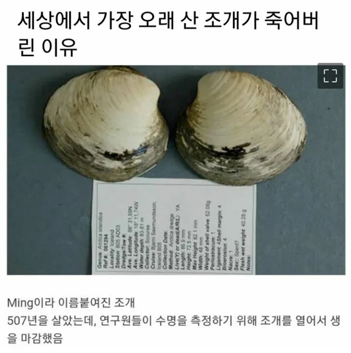 세상에서 가장 오래 산 조개가 죽어버린 이유