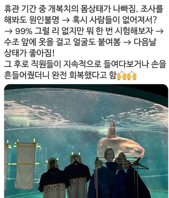 손님 없어서 우울증 걸린 개복치