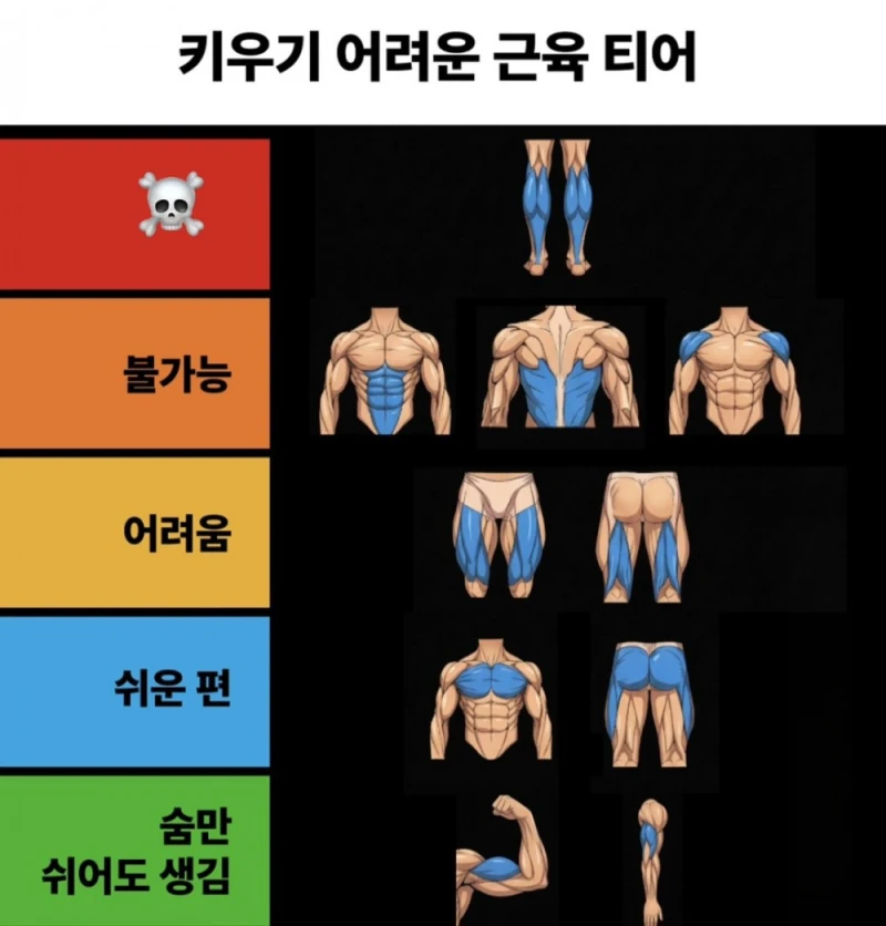 키우기 어려운 근육 티어