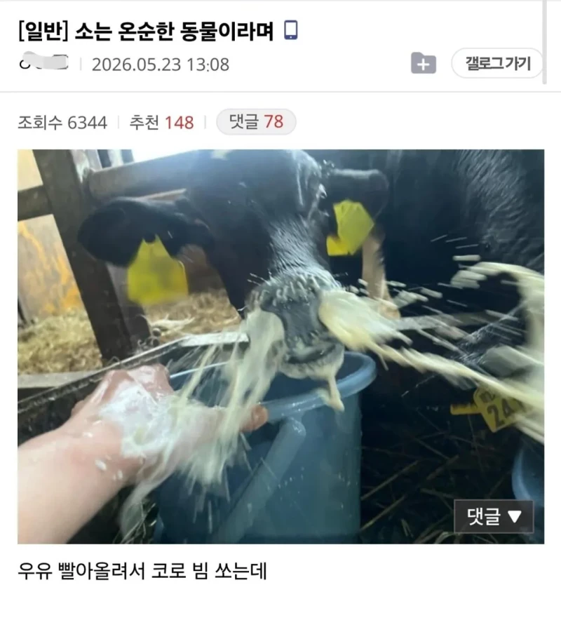 분명 소는 온순한 동물이랬는데