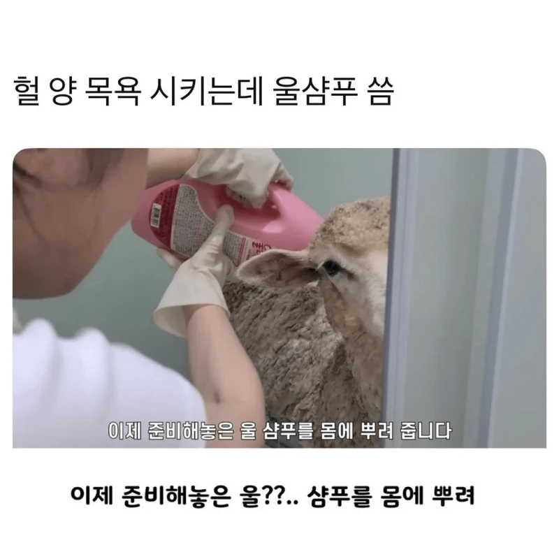 양 목욕 시키는데 울샴푸 씀