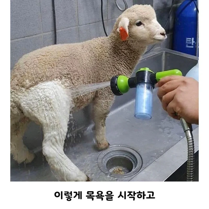 양 목욕 시키는데 울샴푸 씀-2