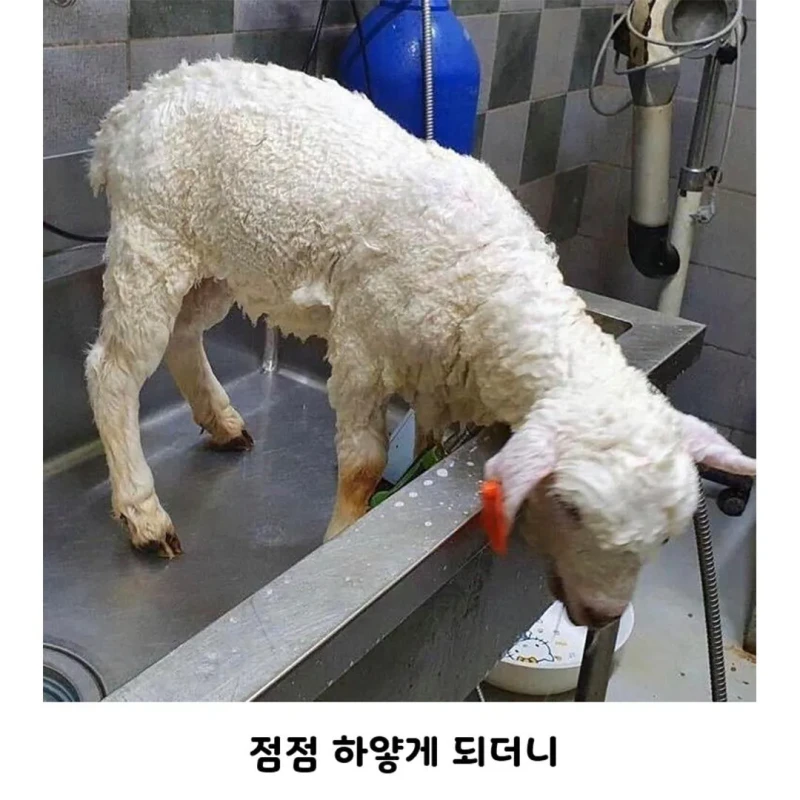 양 목욕 시키는데 울샴푸 씀-3