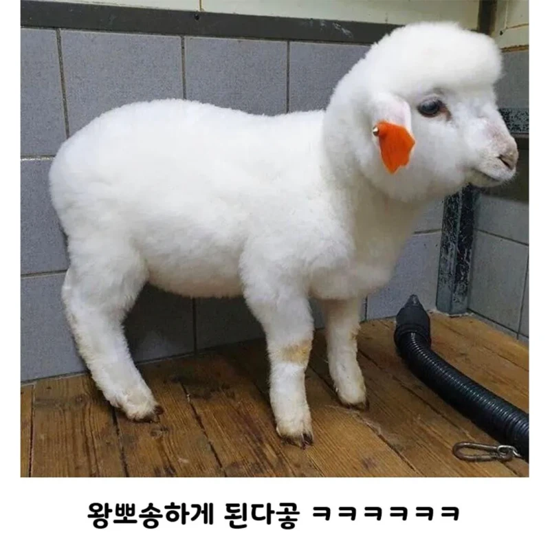 양 목욕 시키는데 울샴푸 씀-4
