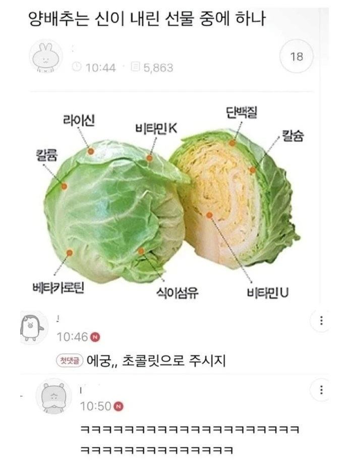 양배추는 신이 내린 선물 중에 하나