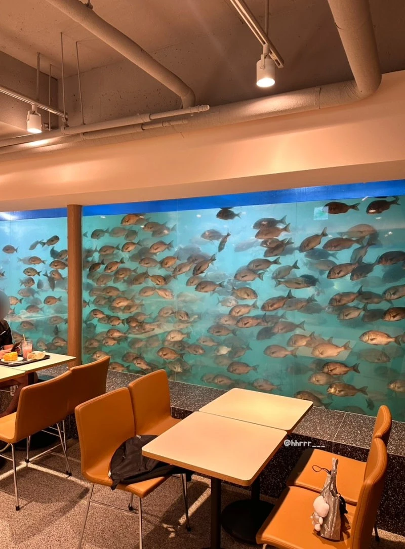 한국 최초로 백상아리 사육을 시도한 수족관-2