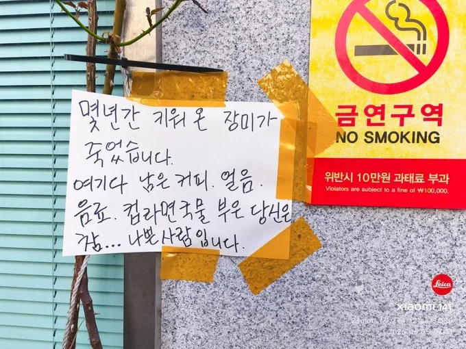 몇년간 키워온 장미가 죽었습니다
