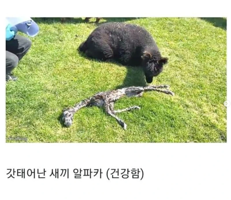 갓 태어난 새끼 알파카 상태 