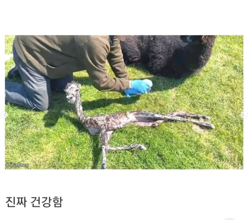 갓 태어난 새끼 알파카 상태 -2