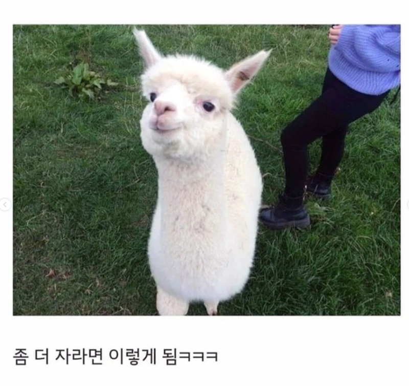 갓 태어난 새끼 알파카 상태 -3