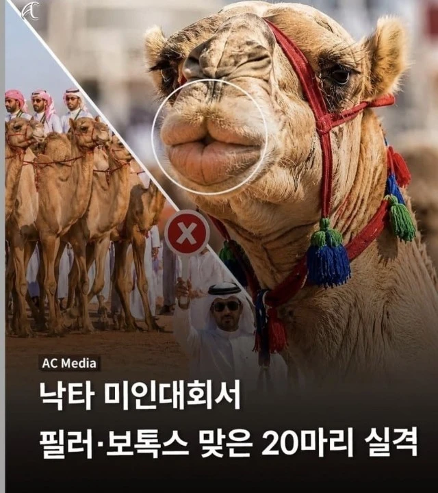 요즘 미인 대회 실격 사유