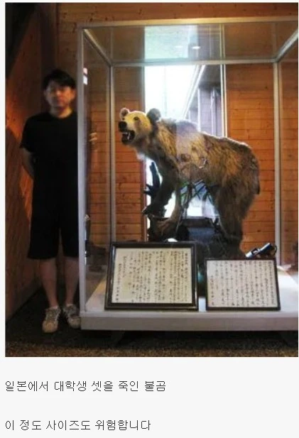 성인 남자 셋을 죽인 곰