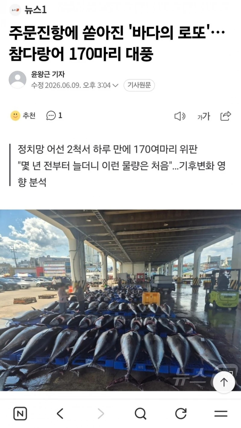 강원도 주문진에서 요즘 많이 잡힌다는 충격적인 생선 -4