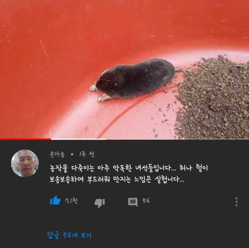 한국 생물 중 가장 털이 보드러운 동물... 
