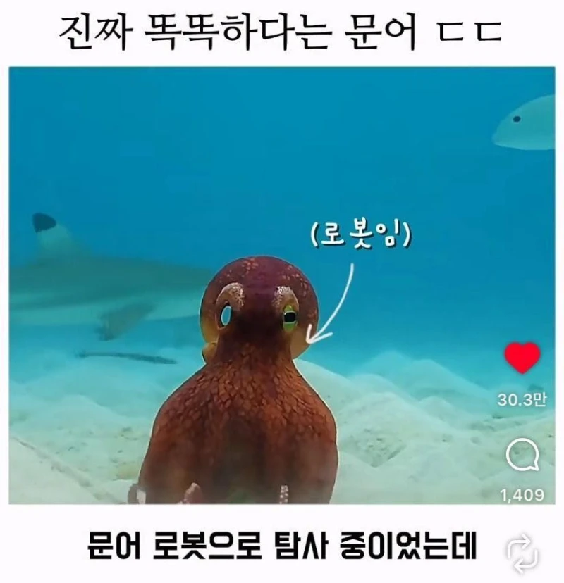 은혜갚는 문어