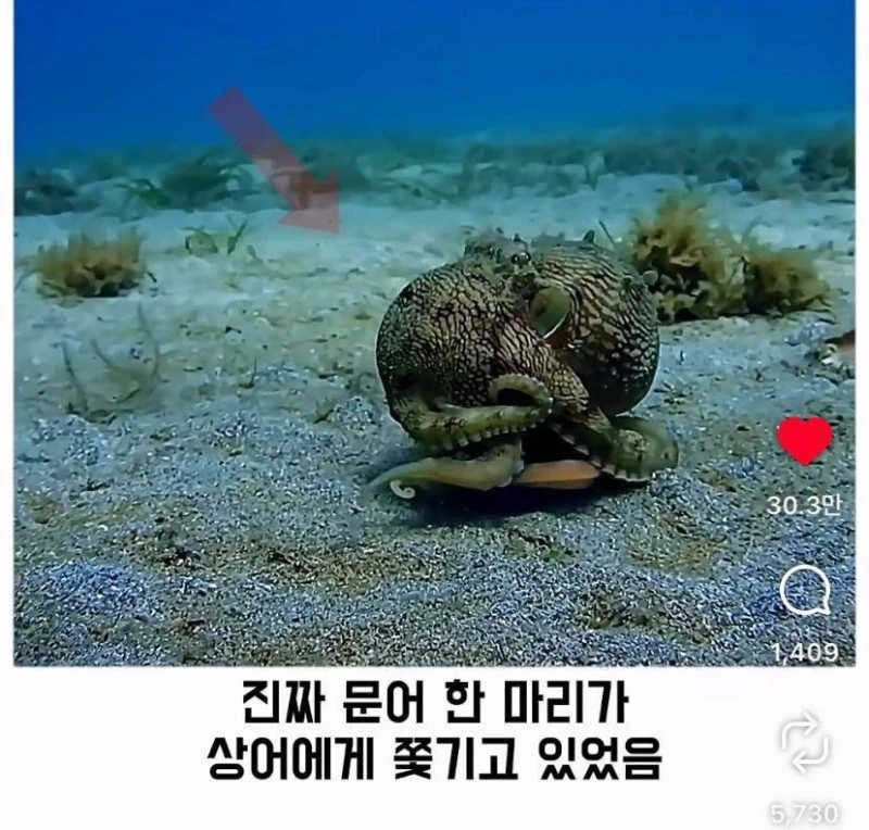 은혜갚는 문어-2
