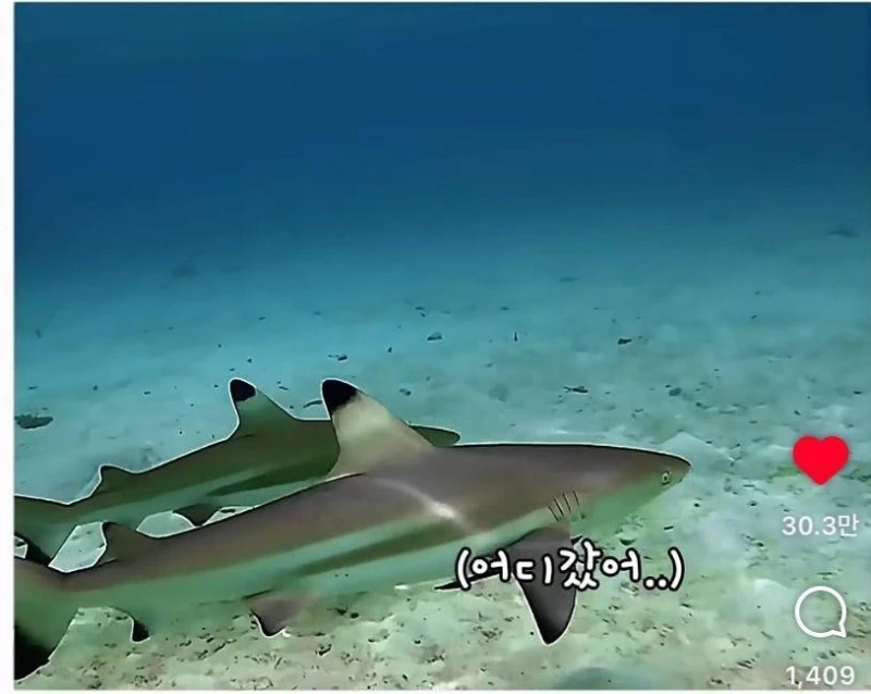 은혜갚는 문어-3