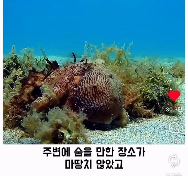 은혜갚는 문어-4