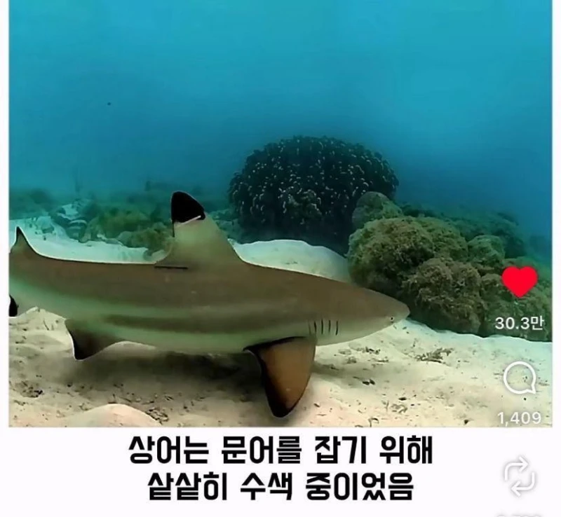 은혜갚는 문어-5
