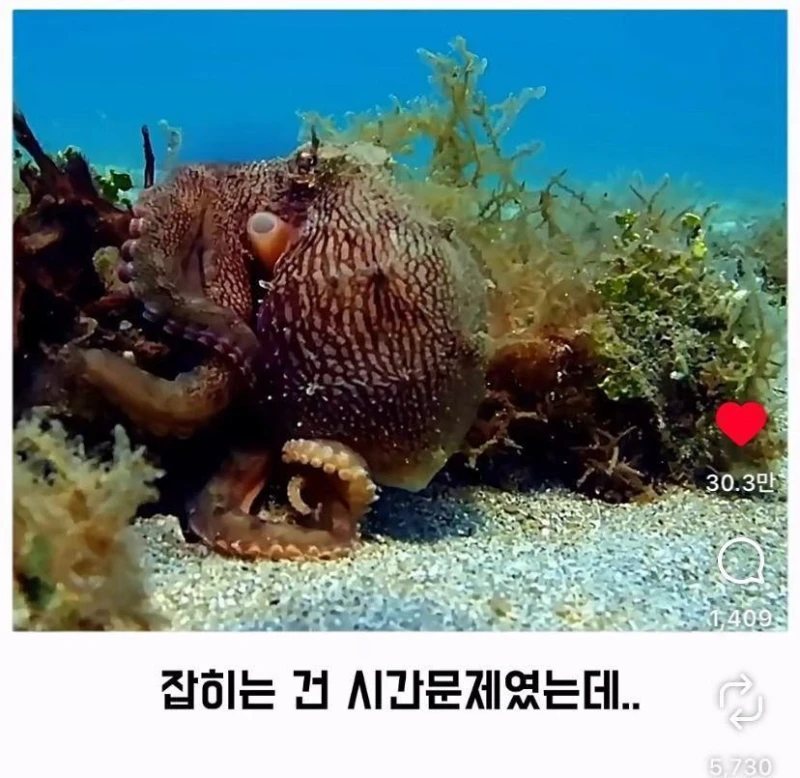 은혜갚는 문어-6
