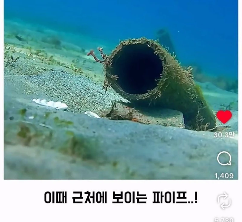 은혜갚는 문어-7