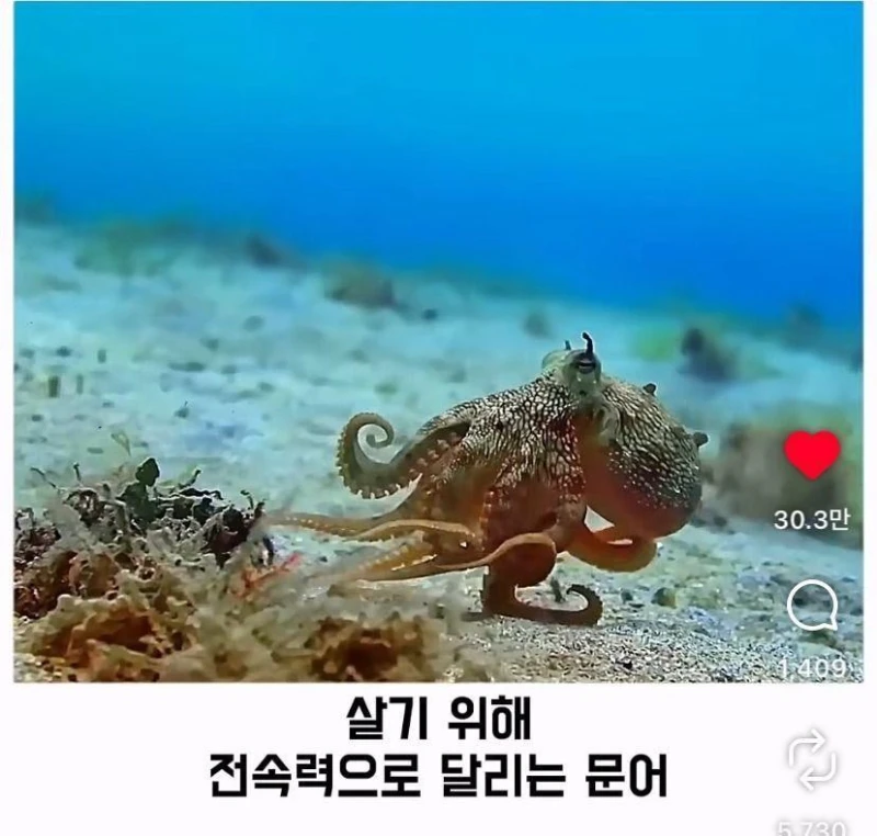 은혜갚는 문어-8