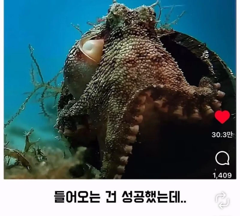 은혜갚는 문어-9