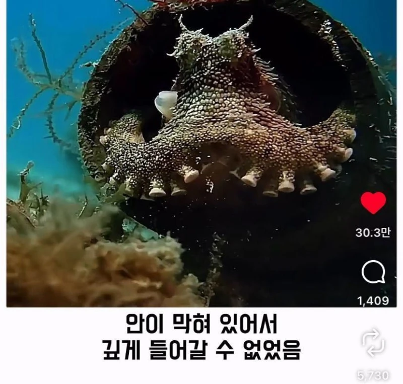 은혜갚는 문어-10