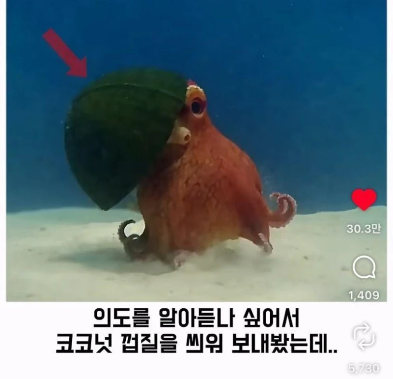 은혜갚는 문어-12