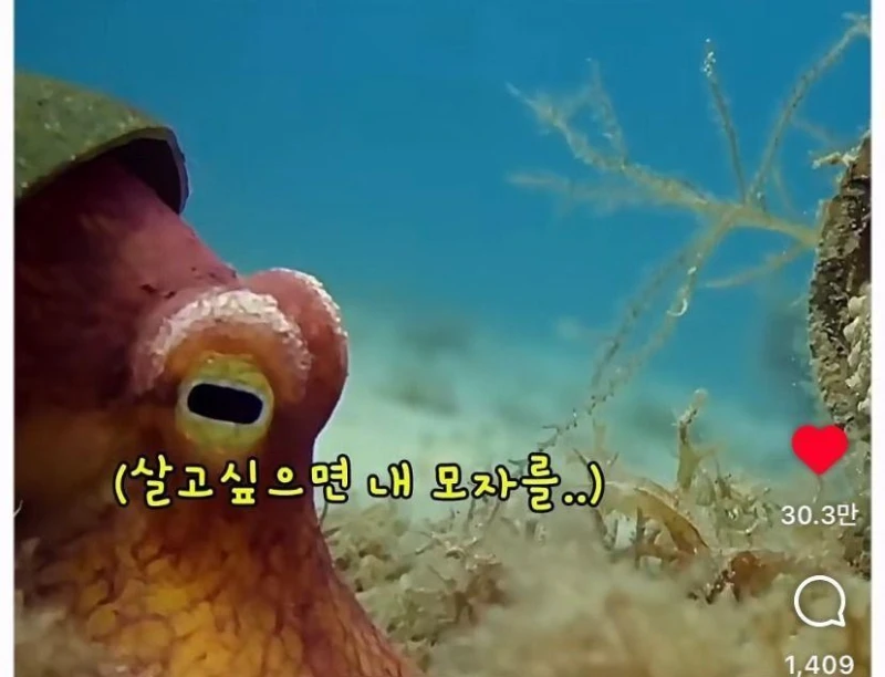 은혜갚는 문어-13