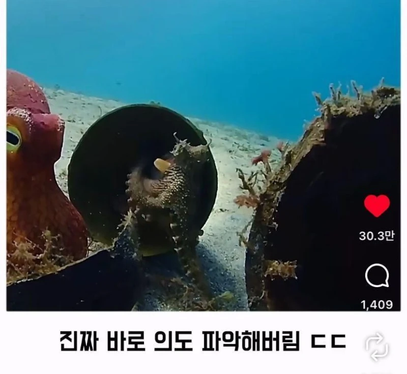 은혜갚는 문어-14