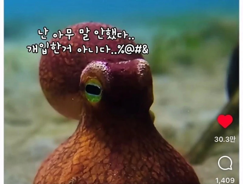 은혜갚는 문어-15