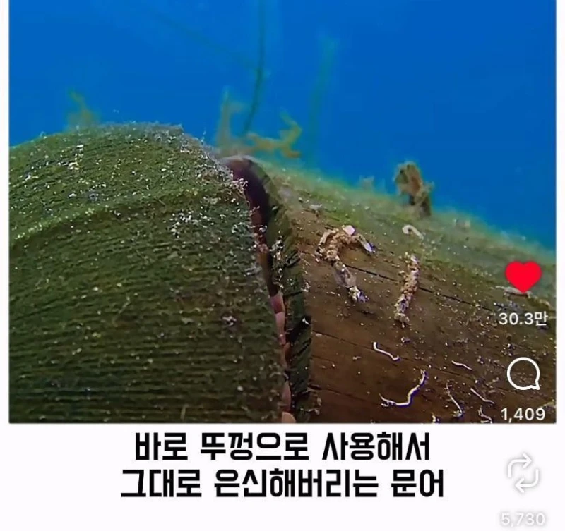 은혜갚는 문어-16