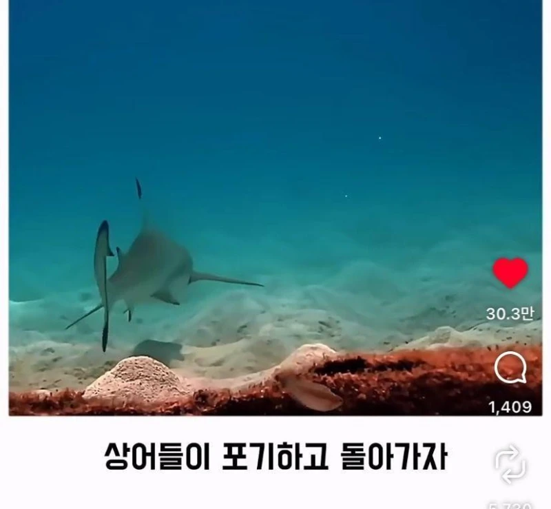 은혜갚는 문어-17