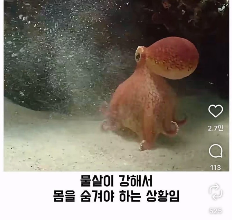 은혜갚는 문어-21