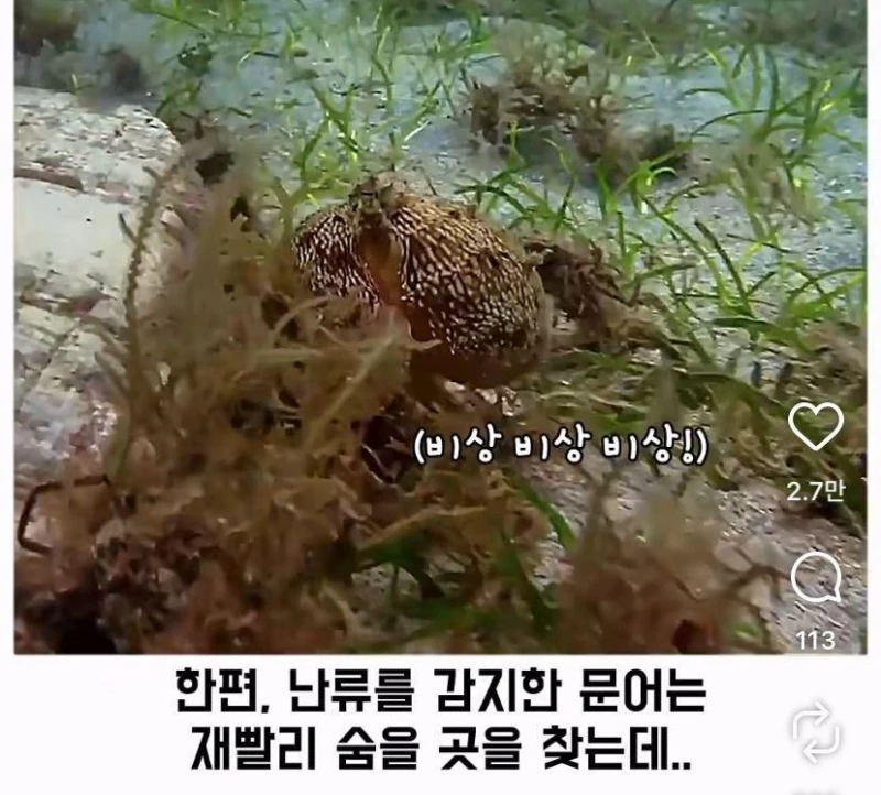 은혜갚는 문어-22