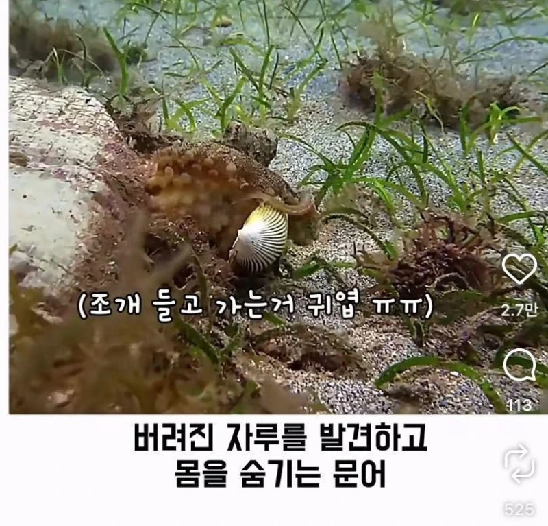 은혜갚는 문어-23