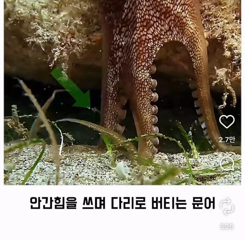 은혜갚는 문어-24