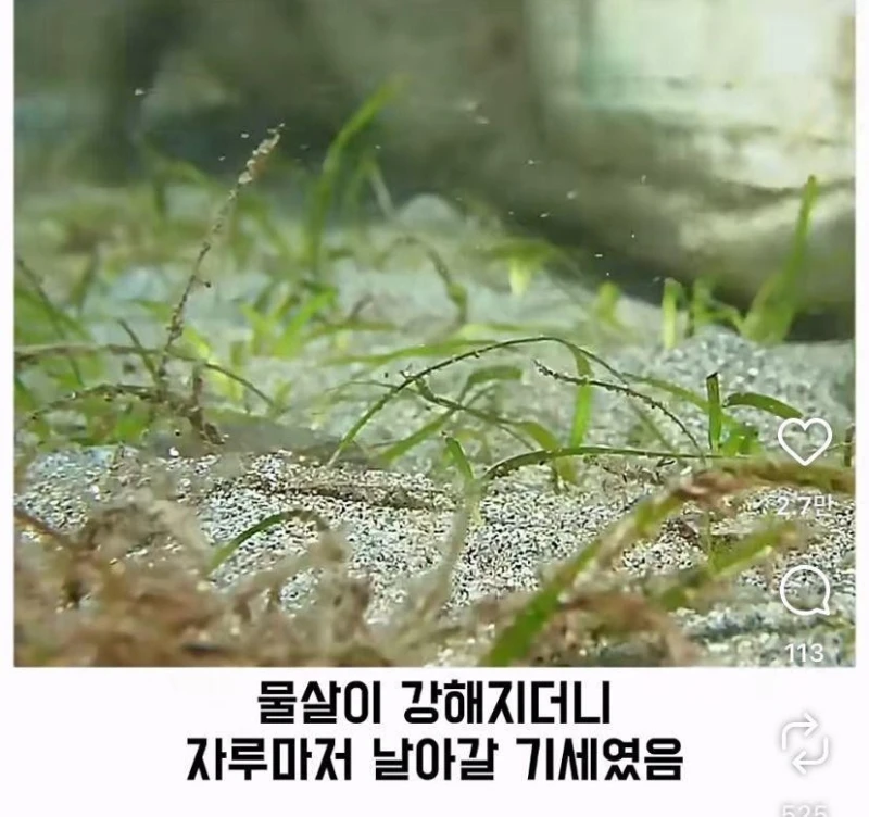 은혜갚는 문어-25