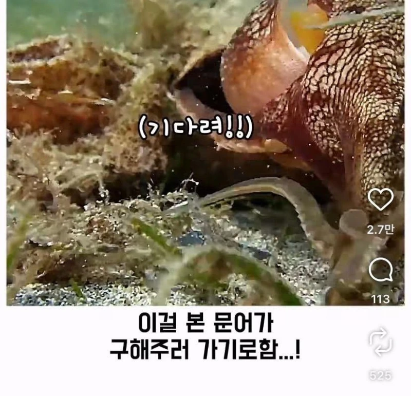 은혜갚는 문어-27