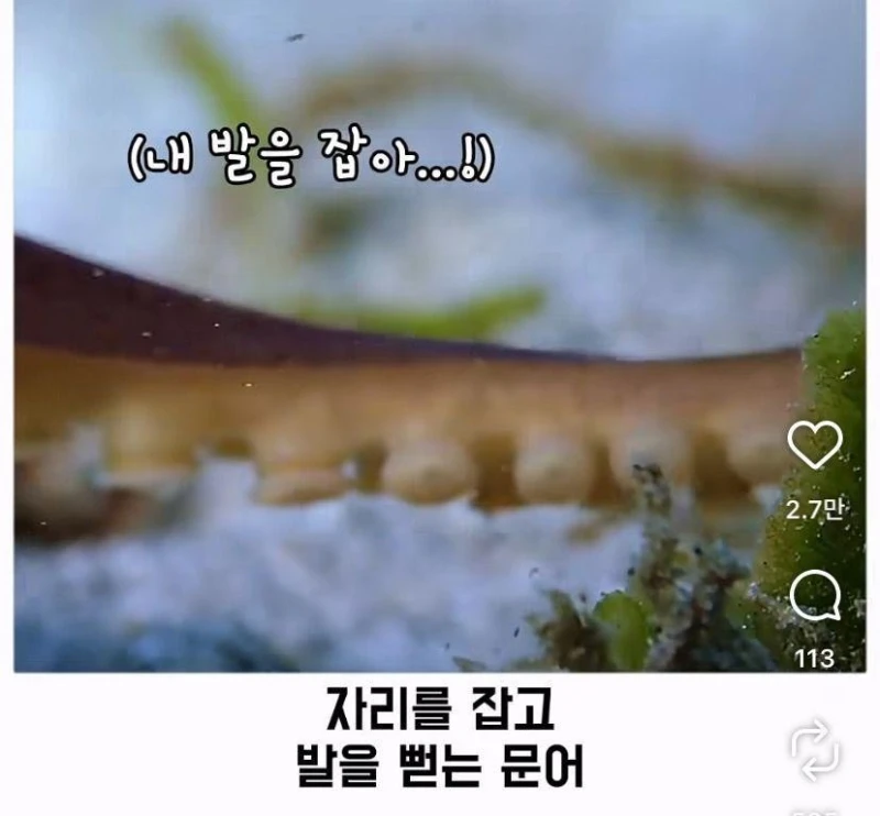 은혜갚는 문어-29