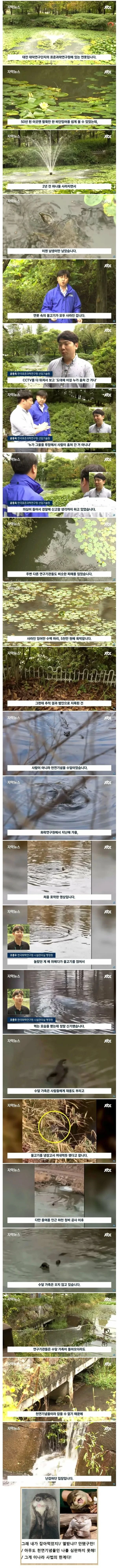 대전에서 5천만 원어치 잉어 수백 마리 훔쳐 간 범인
