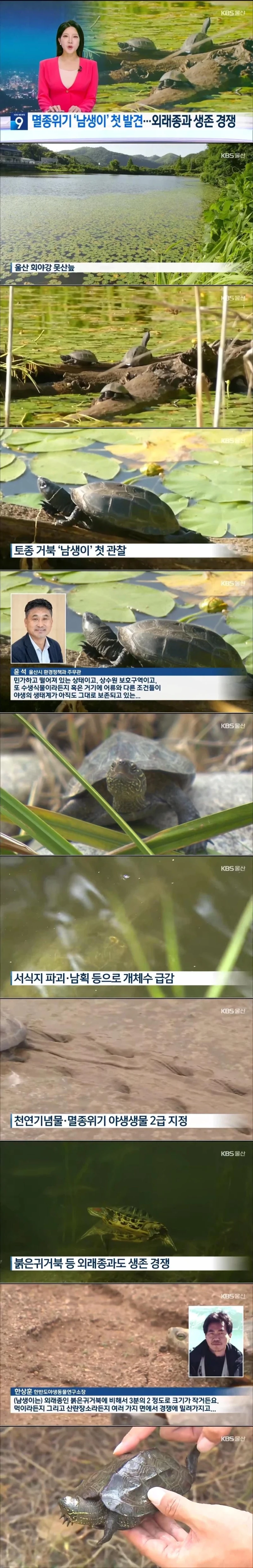 멸종위기 '남생이' 첫 발견...