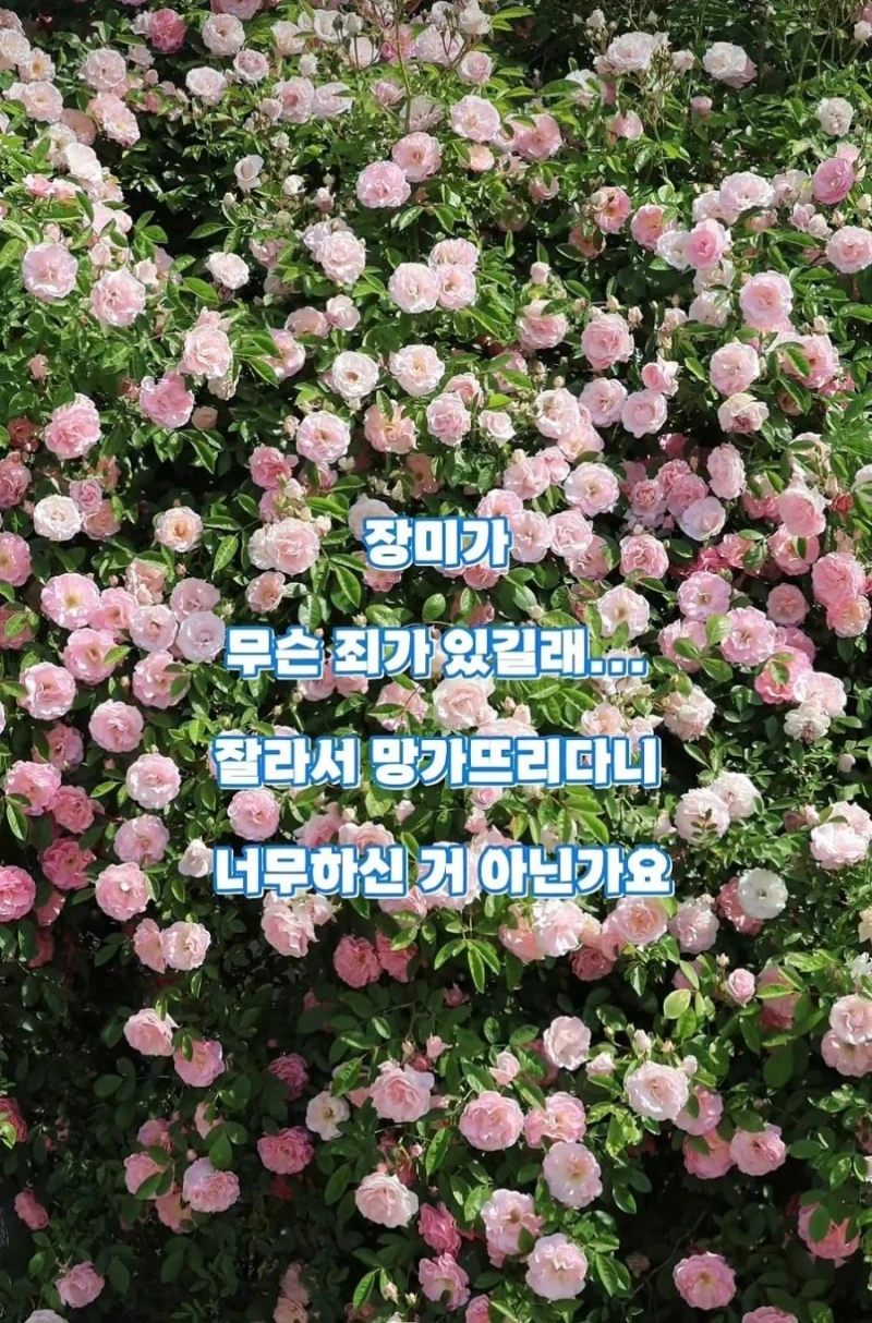 도둑맞고 훼손당한 수원 행궁동 장미 포토스팟-4