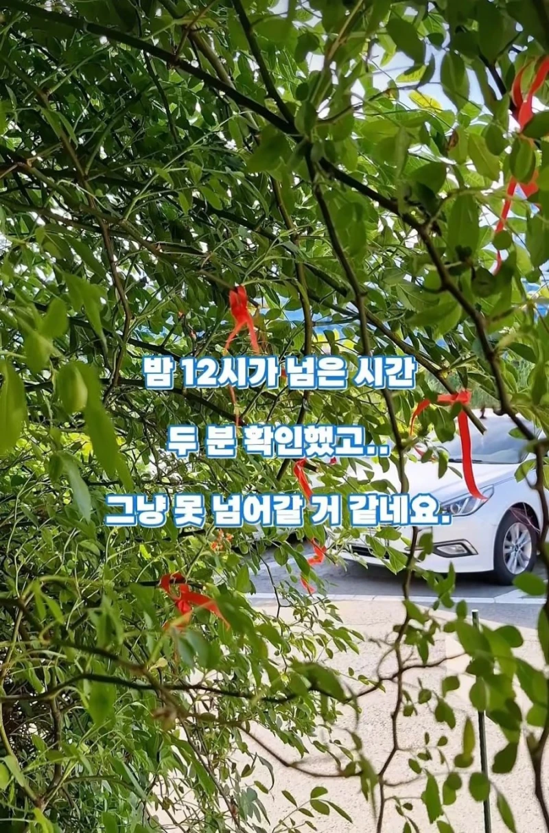 도둑맞고 훼손당한 수원 행궁동 장미 포토스팟-10